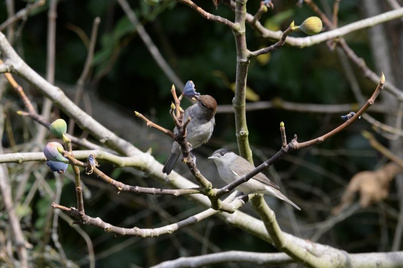 Fauvettes à tête noire mâle et femelle